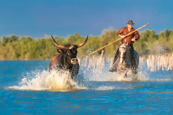     Suda, dörtnala boğa boğa Camargue, bir binici ile şarj
