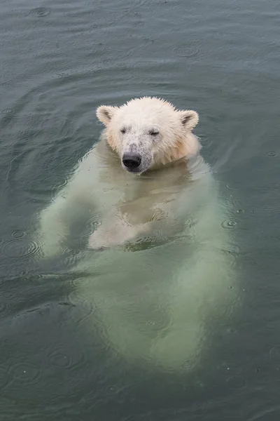冷たい水で水泳の極クマ — ストック写真