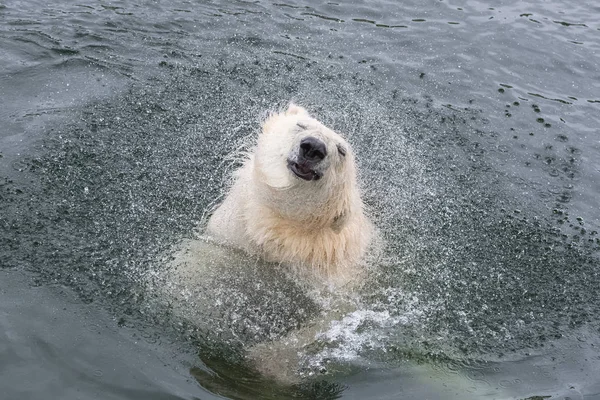 Orso Polare Bianco Giocoso Acqua Fredda — Foto Stock