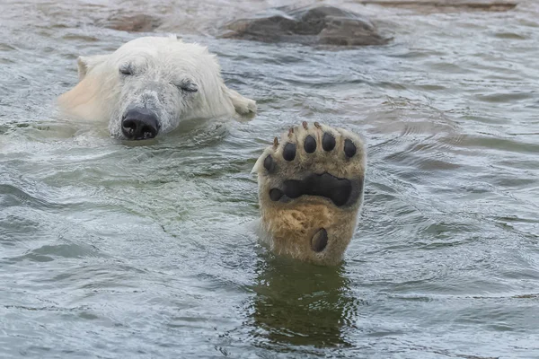 Divertente Orso Polare Nuotare Acqua Fredda Mostrando Zampa — Foto Stock