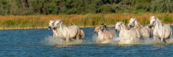 Dzikie Konie Biały Niebieskie Wody Jeziora — Zdjęcie stockowe