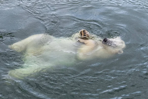 Orso Polare Bianco Giocoso Acqua Fredda — Foto Stock