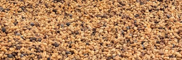 Coffee beans aired in a coffee plantation in Sao Tome and Principe