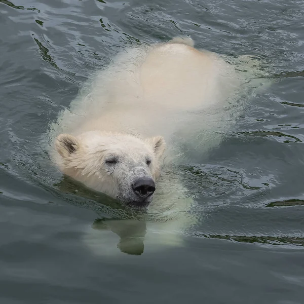 冷たい水で泳ぐ白いシロクマ — ストック写真