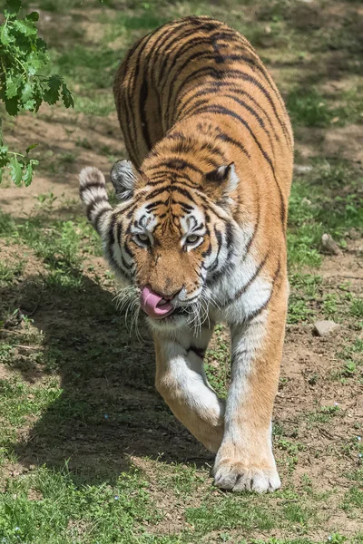 Fauna Selvatica Camminare Tigre Del Bengala — Foto Stock