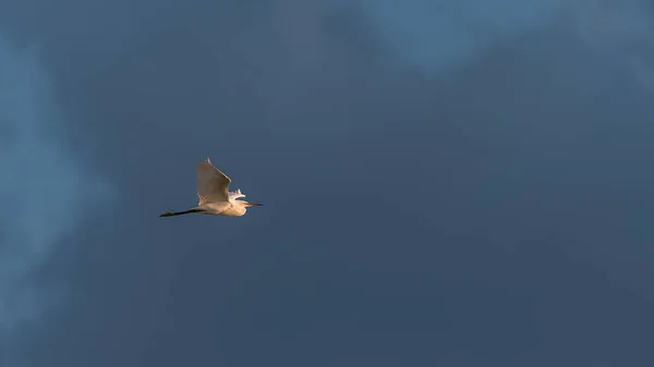 白色白鹭 白色的鸟在傍晚的灯光下飞翔 — 图库照片