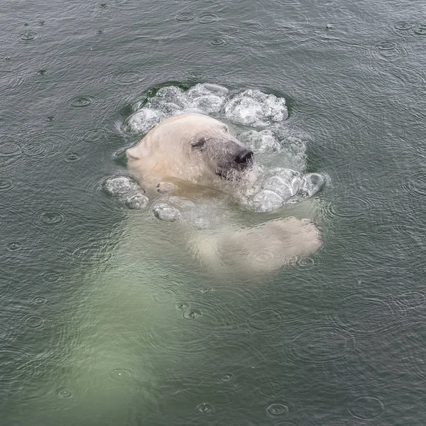 冷たい水で白いシロクマ — ストック写真