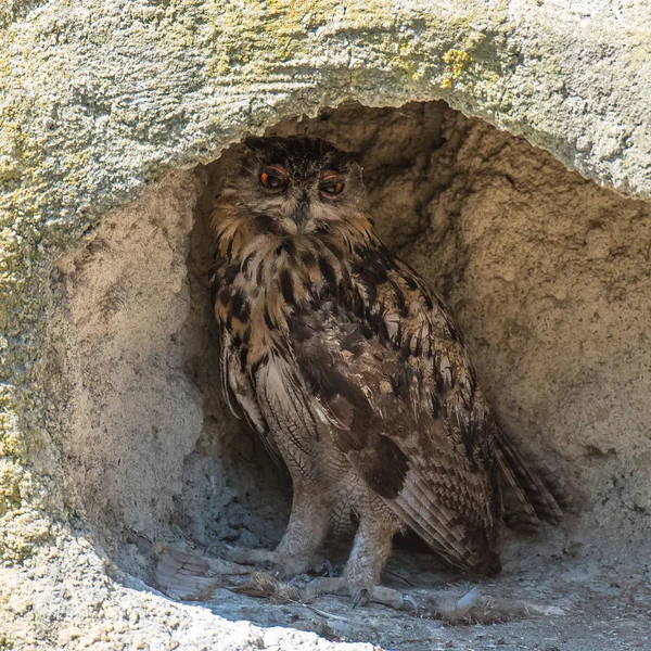 Avrasya Kartal Baykuş Duvardaki Deliğe Güzel Kuş — Stok fotoğraf