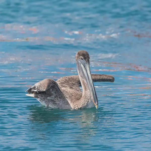 Pélican Oiseau Dans Eau Mer — Photo