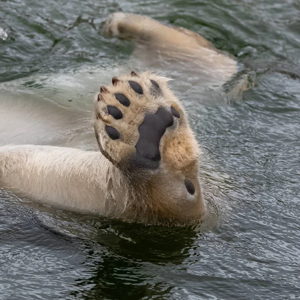 Visão Parcial Pata Urso Polar Branco Água Fria — Fotografia de Stock