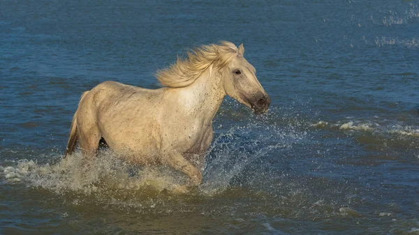 Correndo Cavalo Branco Água Lago — Fotografia de Stock