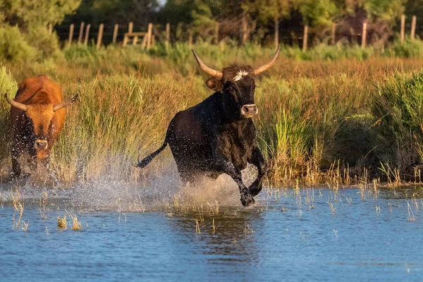 Bull galloping in the water, charging bull in Camargue