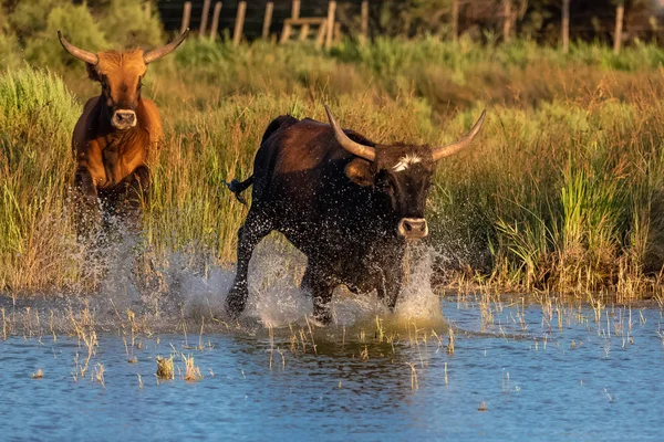 Bull galloping in the water, charging bull in Camargue