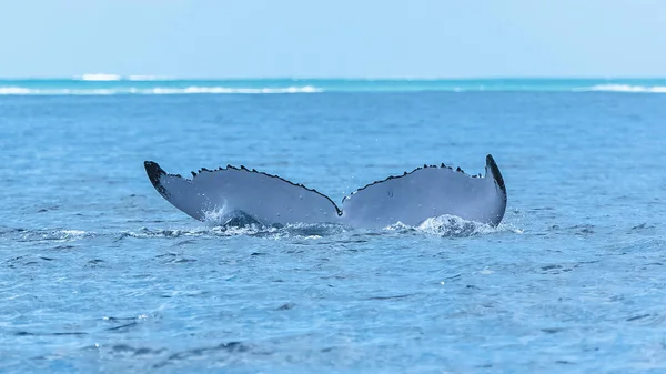 Baleia Jubarte Nadando Oceano Pacífico Cauda Mergulho Baleia — Fotografia de Stock