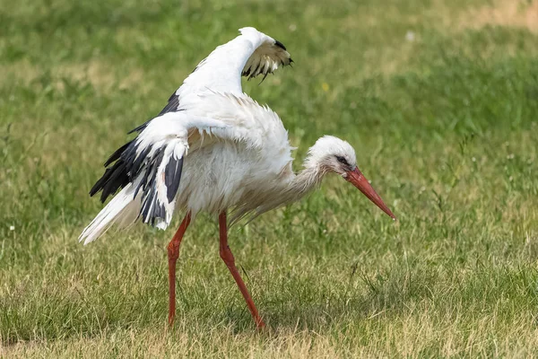 Pájaro Cigüeña Enfermo Caminando Prado Hierba Verde Extendiendo Alas — Foto de Stock