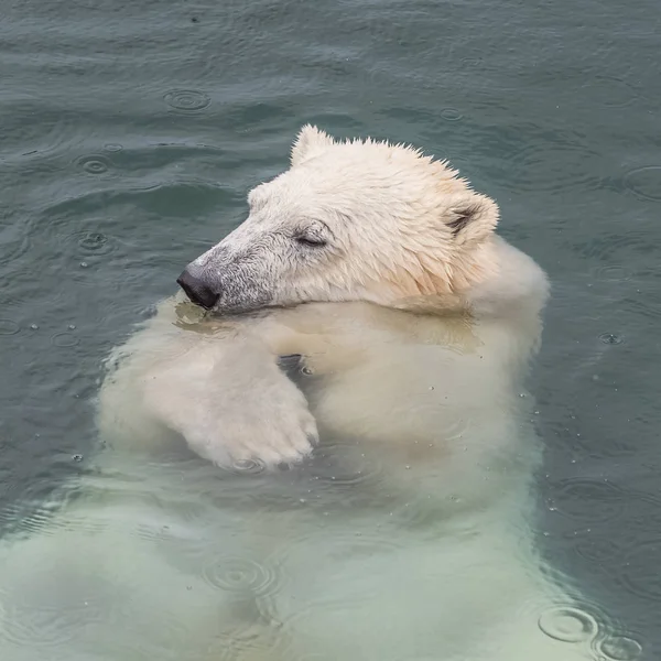 冷たい水で水泳の極クマ — ストック写真