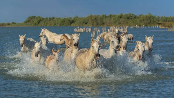 Muchos Caballos Blancos Corriendo Campo Lago Agua Con Bosque —  Fotos de Stock