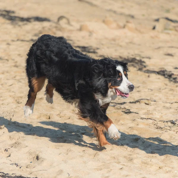 Bernese Mountain Dog Black Brown White Dog Running Beach — Stock Photo, Image