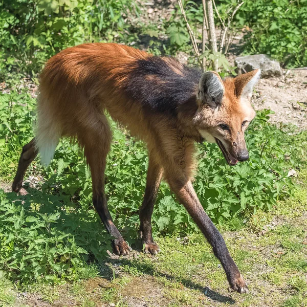 Zár Megjelöl Kilátás Sörényes Farkas Chrysocyon Brachyurus — Stock Fotó