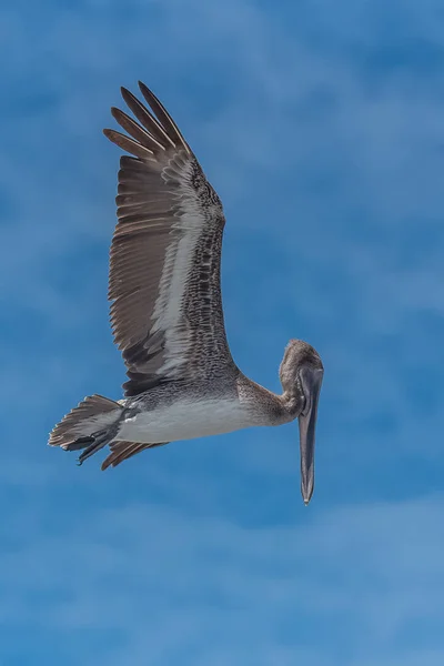 flying pelican bird in sky