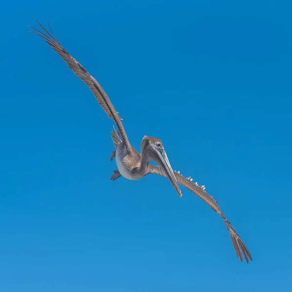 Uccello Pellicano Volante Cielo — Foto Stock