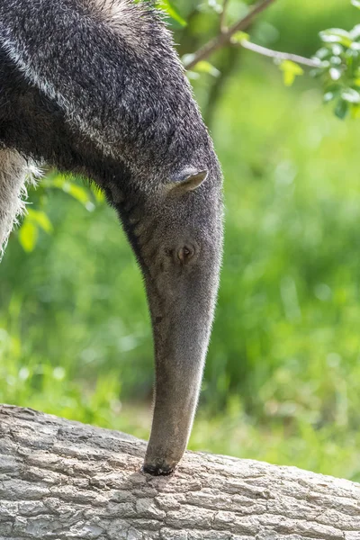 Giant Anteater, animal eating ants in a tree trunk