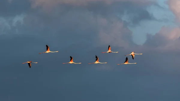 Herde Rosafarbener Flamingos Fliegt Abendlicht — Stockfoto