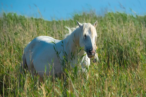 Wild White Horses Field Grass — Stock Photo, Image