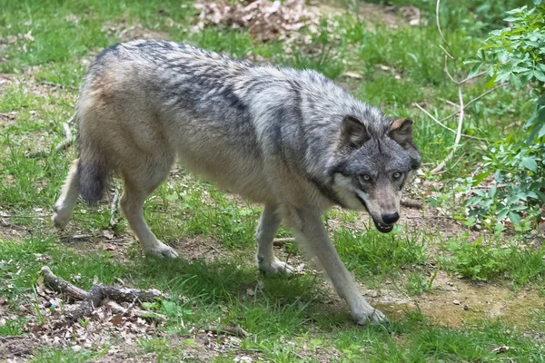 灰色オオカミ カニスルプス ループス 森を歩いています — ストック写真