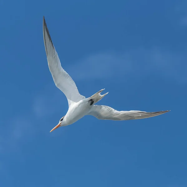 皇家燕窝 Thalasseus 最大值 在瓜德罗普岛蓝天飞行 — 图库照片
