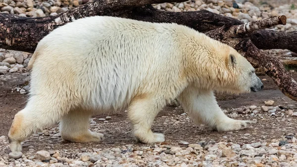Білий Полярний Ведмідь Ходить Кам Янистому Пляжі — стокове фото