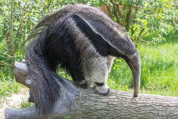 Raksasa Anteater Hewan Makan Semut Batang Pohon — Stok Foto