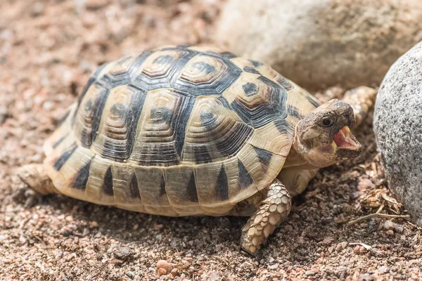 Tartaruga Tunisina Testudo Graeca Nabeulensis Pequena Tartaruga Bocejando Retrato — Fotografia de Stock