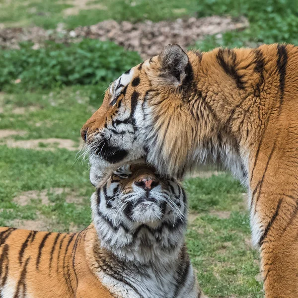 Fauna Selvatica Due Tigri Del Bengala All Aperto — Foto Stock