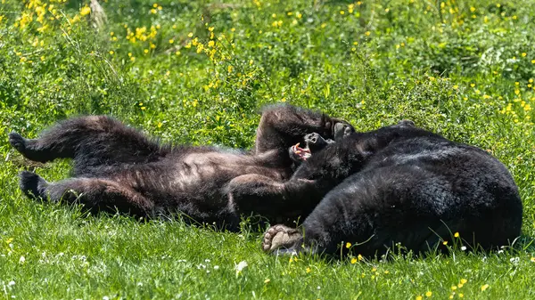 Урсус Американус Американский Медвежонок Мать Играющие Траве — стоковое фото