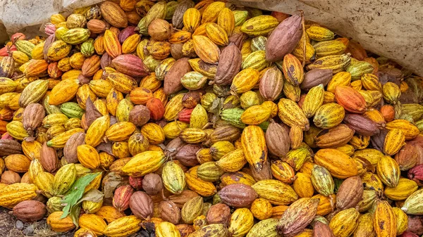 Cacao Polong Sao Tome Dan Principe Tumpukan Polong Pengeringan Kakao — Stok Foto