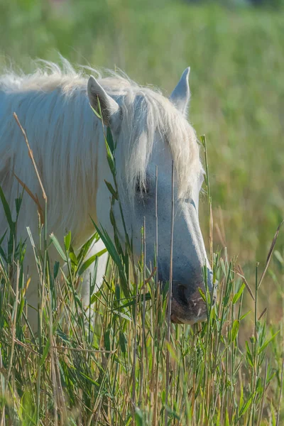 Cheval Sauvage Blanc Dans Champ Manger Herbe Verte — Photo