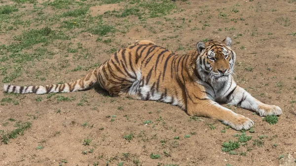 Fauna Selvatica Della Tigre Del Bengala Sdraiata Terra All Aperto — Foto Stock