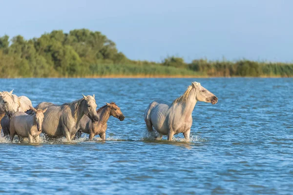 Caballos Blancos Campo Agua Del Lago —  Fotos de Stock