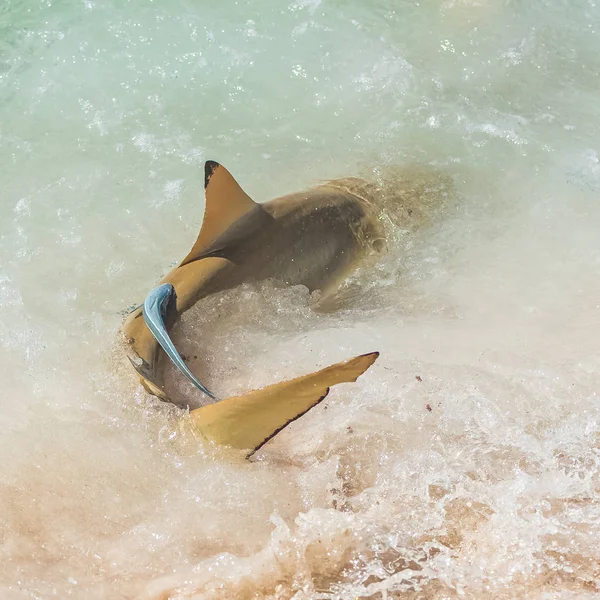 Blacktip Rif Haaien Zwemmen Oever Vechten Voor Voedsel Remora Vis — Stockfoto