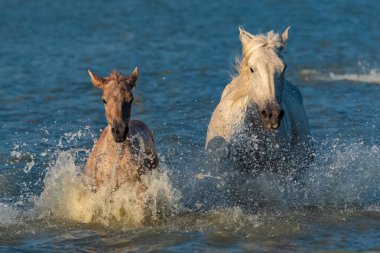     At ve bataklık suda çalışan tayı 