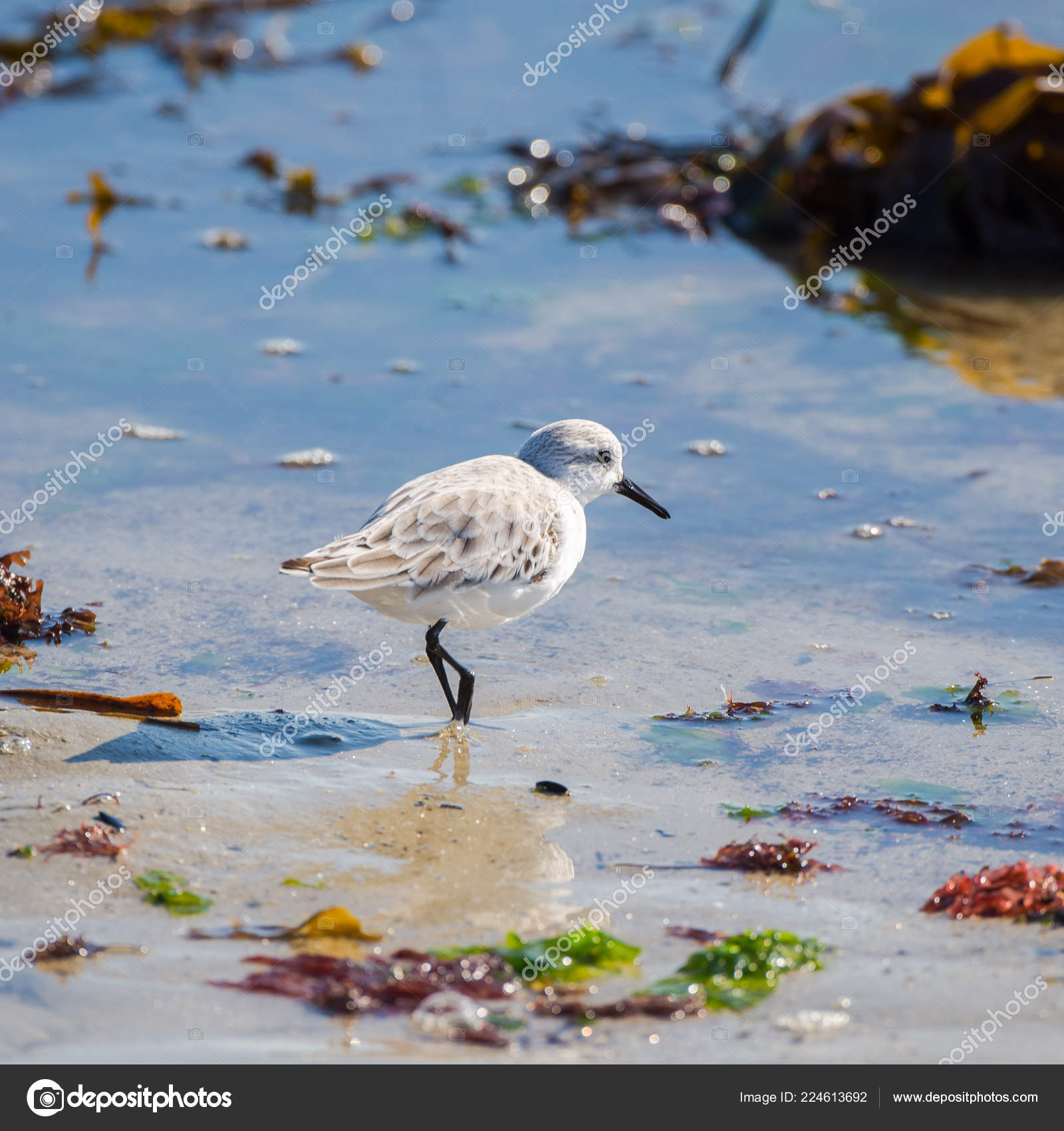 Oiseau Calidris Alba Sanderling Qui Picore Sur Plage