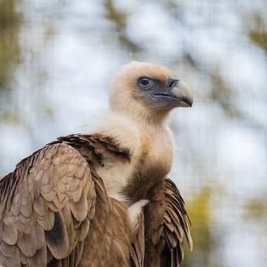     Kızıl akbaba, Gyps fulvus, akbaba 