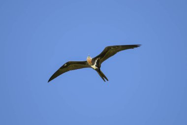     Büyük frigatebird, Fregata küçük, güzel seabird mavi gökyüzünde uçan 