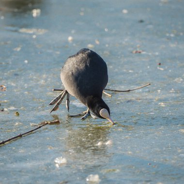      Avrasya Coot, buz gibi soğuk göl kenarında Fulica atra kışın, 
