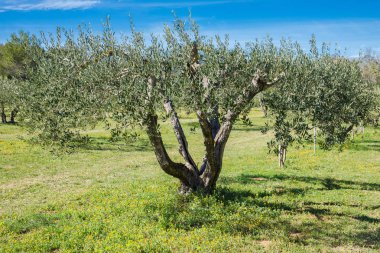 yeşil kırsal alan ağaçları, zeytin ağaçlarının alan, plantasyon içinde Güney Fransa  