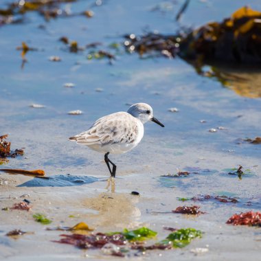      Sahilde gagalar Calidris alba, Sanderling, kuş 