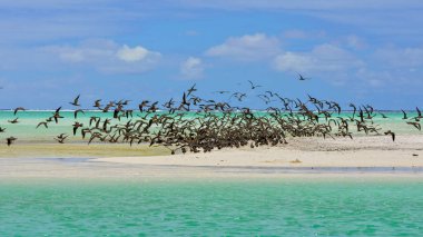     Kalın bulut kuşlar, Brown Noddy, kuş, Polinezyası, Tetiaroa Adası 