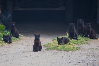     Bir ahır önünde siyah kedi komik kedi arıyorum