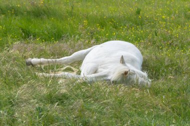 Beyaz güzel at yalan ve yeşil çim çayır üzerinde rahatlatıcı 